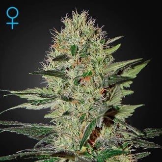 Exodus Cheese Autoflowering (Greenhouse Seeds) feminized