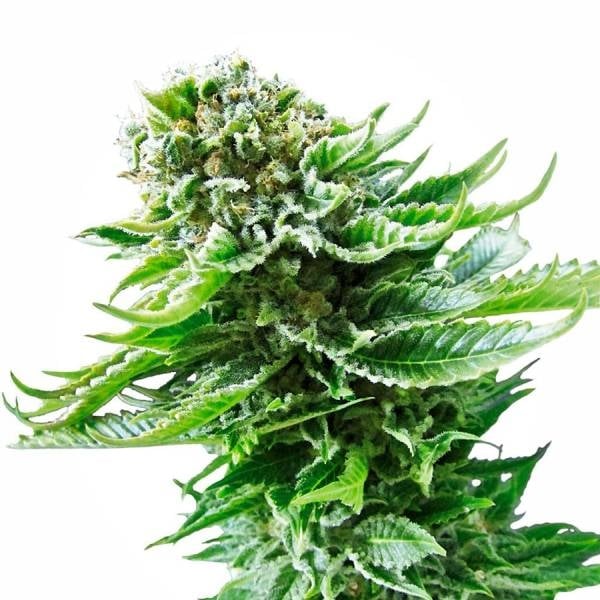 Gelato Feminisiert (Sensi Seeds White Label)