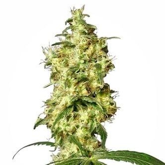 White Widow Automatic (White Label) feminized