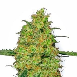 Master Kush (White Label) feminisiert