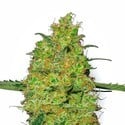 Master Kush (White Label) feminisiert