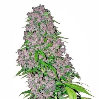 Purple Bud (White Label) feminisiert