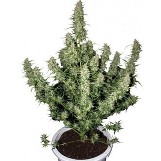 Magnum (Buddha Seeds) feminized