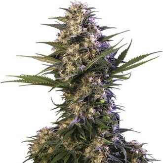 Kraken (Buddha Seeds) feminisiert