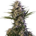 Kraken (Buddha Seeds) feminisiert