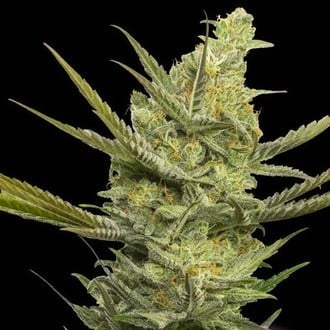 Gipsy Haze (Eva Seeds) feminized