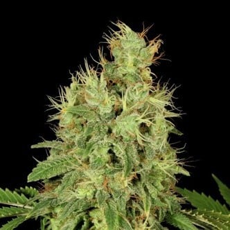 CBD-Chronic (Serious Seeds)