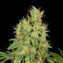 CBD-Chronic (Serious Seeds) feminisiert