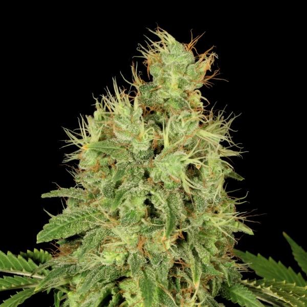 The Chronic Feminisiert (Bulldog Seeds)