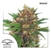 Master Kush (Dutch Passion) feminisiert