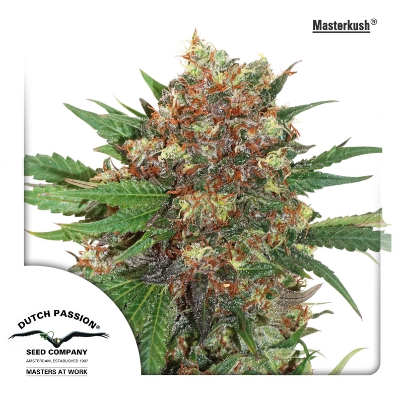 The Final Tips For Stunning Auto Master Kush Strain Seeds