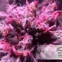 Master Kush (Dutch Passion) feminized