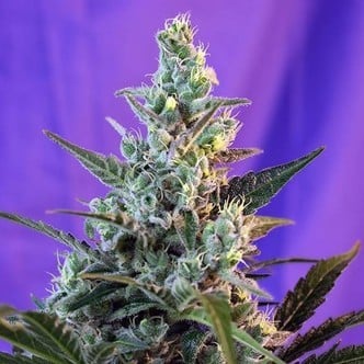 Sweet Skunk - F1 Fast Version (Sweet Seeds) feminisiert