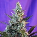 Sweet Skunk - F1 Fast Version (Sweet Seeds) feminisiert