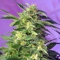 Killer Kush Auto (Sweet Seeds) feminized