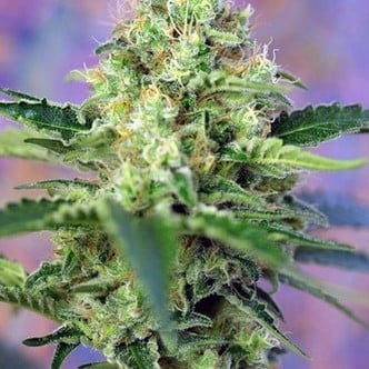 Crystal Candy (Sweet Seeds) feminisiert