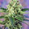 Crystal Candy (Sweet Seeds) feminisiert