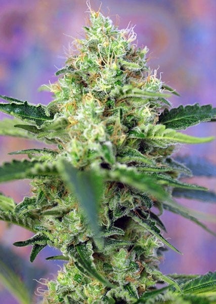 Crystal Candy (Sweet Seeds) feminisiert