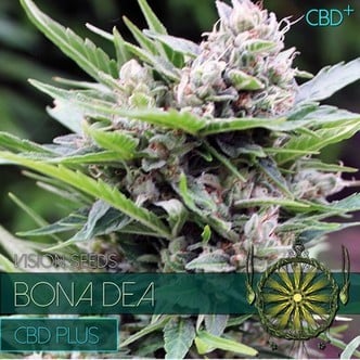 Bona Dea CBD (Vision Seeds) feminisiert