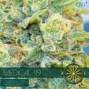 Medical 49 (Vision Seeds) feminisiert