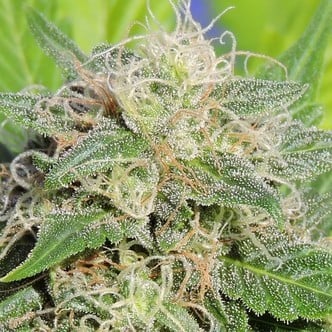 Super Auto Lemon Haze (Original Sensible Seeds) feminisiert