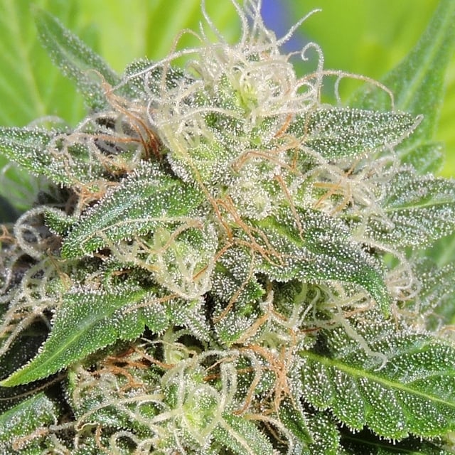 Super Lemon Haze Auto (City Seeds Bank)