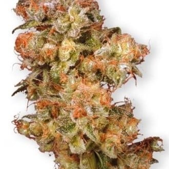 Snow Bud (Dutch Passion) feminized