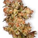 Snow Bud (Dutch Passion) feminized