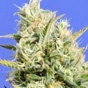 CBD Lemon Aid (Original Sensible Seeds) feminized