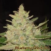 Blueberry Ghost OG (Original Sensible Seeds) feminisiert