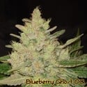 Blueberry Ghost OG (Original Sensible) feminisiert