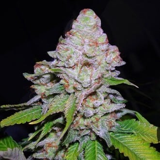 White Berry (VIP Seeds) feminized