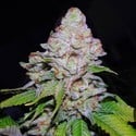 White Berry (VIP Seeds) feminisiert