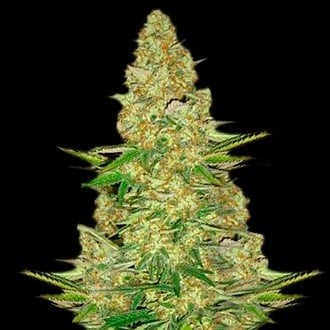 Power VIP (VIP Seeds) feminisiert