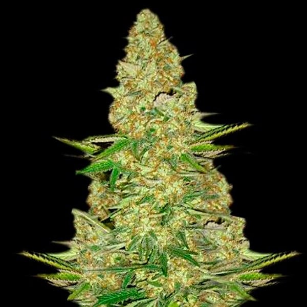 Pure Power Plant Feminisiert (Sensi Seeds)