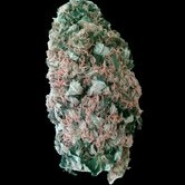 Mr. Fix (VIP Seeds) feminized