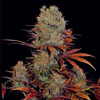 Landysh (VIP Seeds) feminized