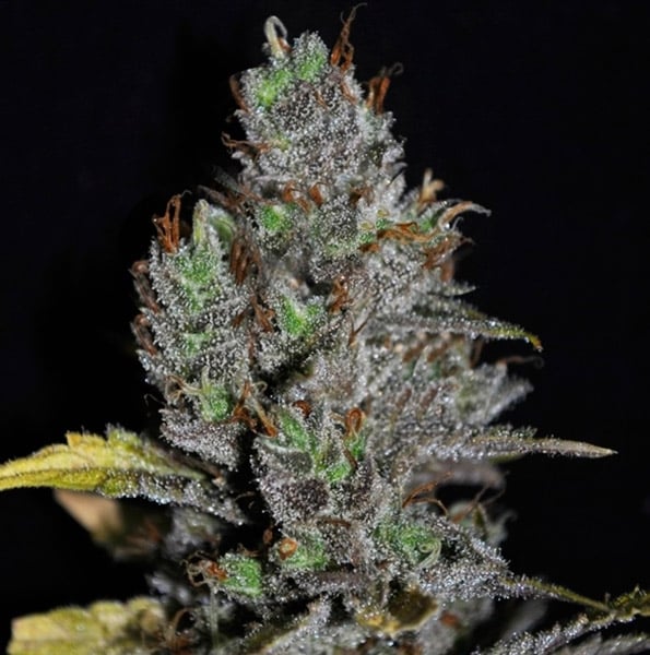 Mexican Haze Feminisiert (WeedSeedShop)
