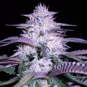 Currant Kush (VIP Seeds) feminisiert