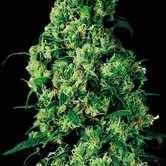 Dulce De Leche (VIP Seeds) feminized