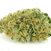 Auto Torpedo (VIP Seeds) feminized