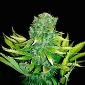 Auto Love Cheese (VIP Seeds) feminized