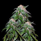 Medical VIP (VIP Seeds) feminized