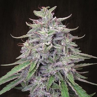 Bangi Haze (ACE Seeds) feminisiert