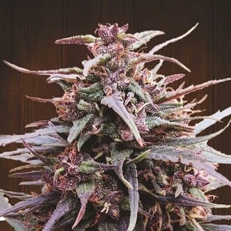 Purple Haze x Malawi (ACE Seeds) feminisiert