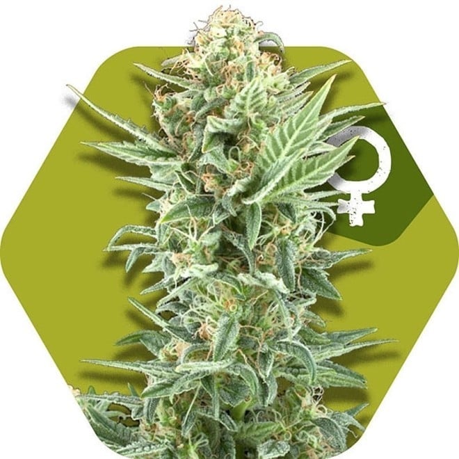 Power Kush Zambeza Feminized Zamnesia
