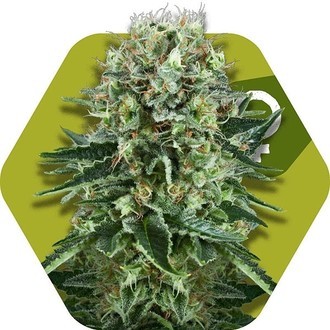 og bubble gum strain og bubble gum strain
