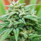 Spliff Cheese Automatic (Spliff Seeds) feminized