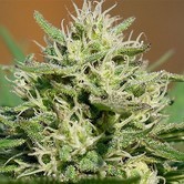 Medical Kush Automatic (Spliff Seeds) feminized