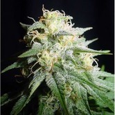 White Widow Automatic (Spliff Seeds) feminized